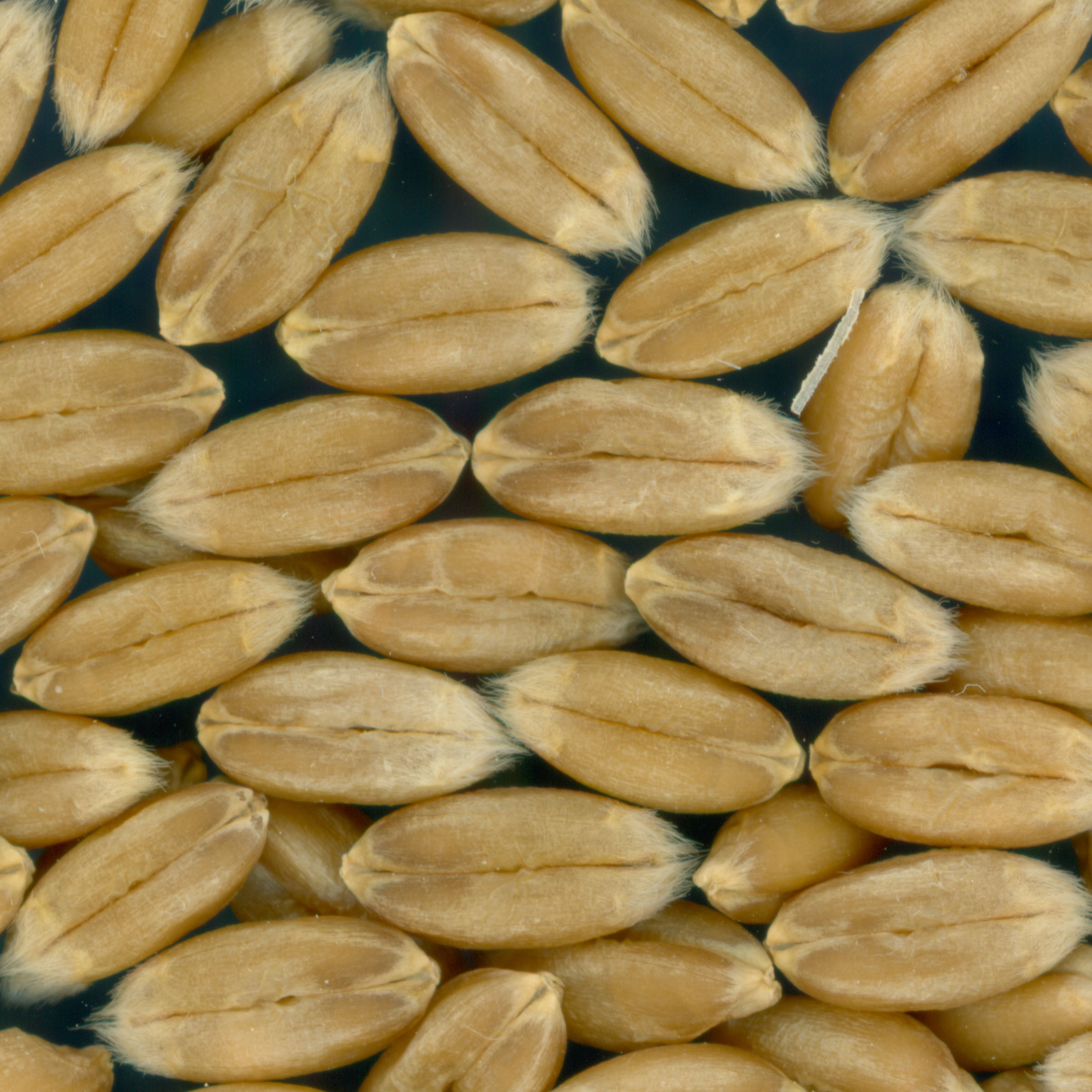 KERNELS
